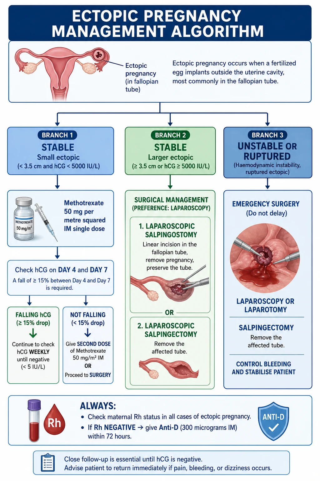 Educational ED management algorithm for ectopic pregnancy showing resuscitation for rupture methotrexate criteria and surgical pathways