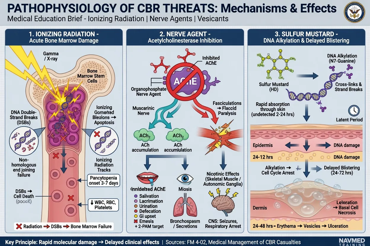 Pathophysiology of radiation nerve agent and mustard injury