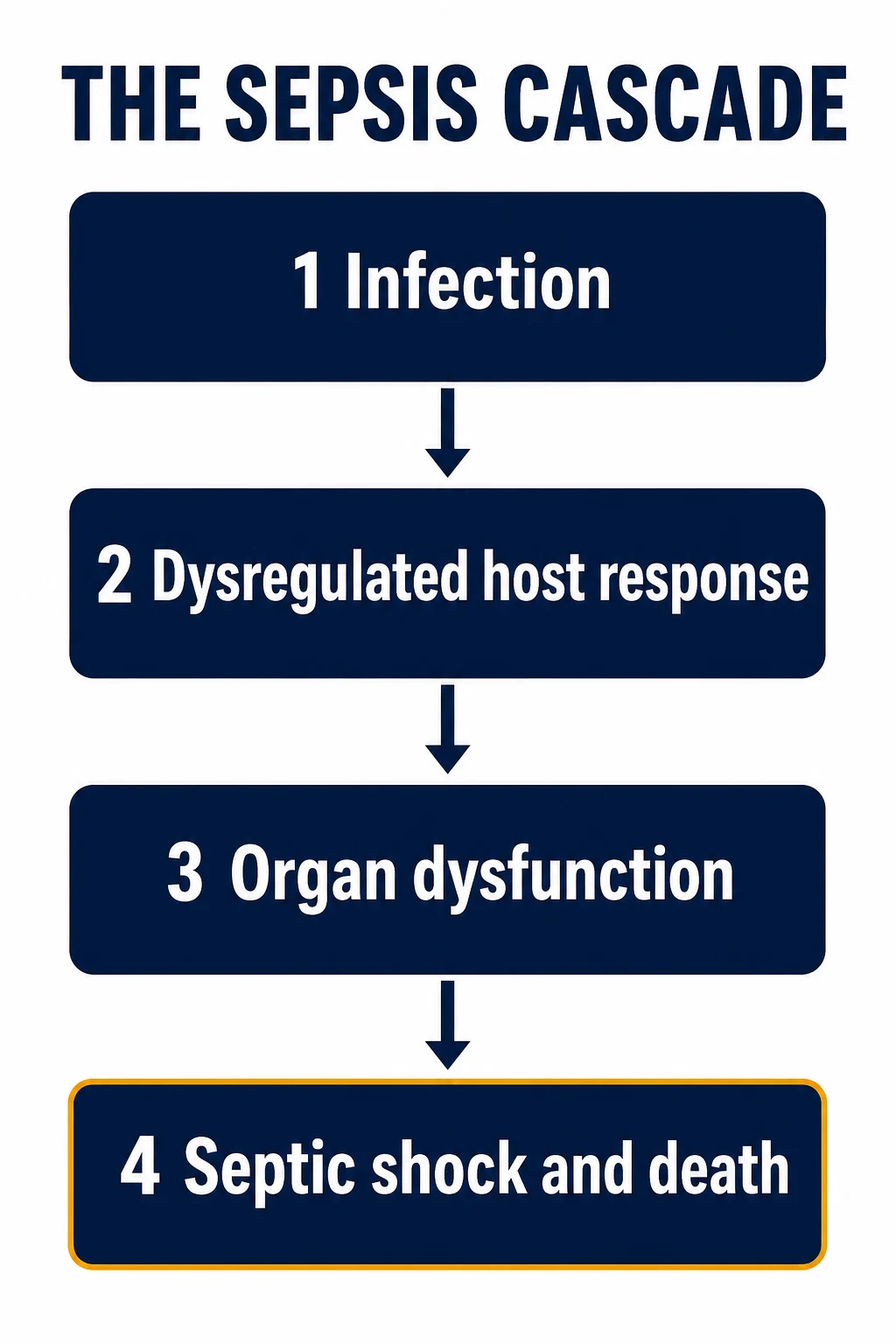 The sepsis cascade from infection through dysregulated response and organ dysfunction to septic shock