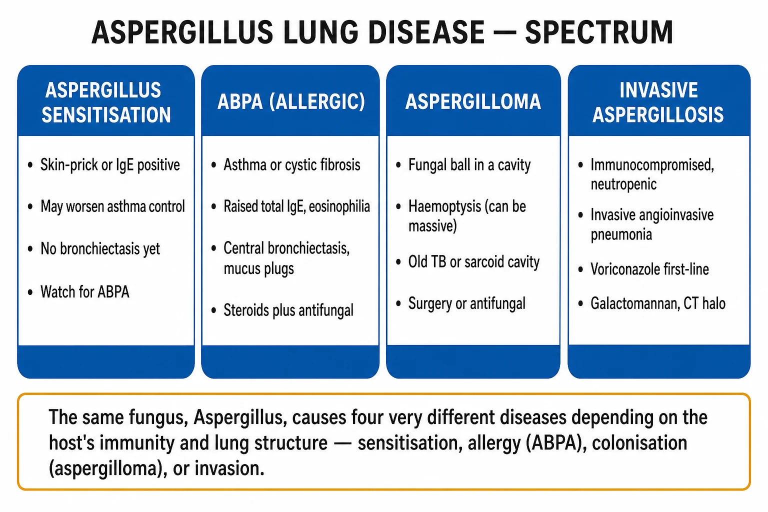 Clean four-pillar infographic of the Aspergillus lung disease spectrum — sensitisation, ABPA, aspergilloma, and invasive aspergillosis