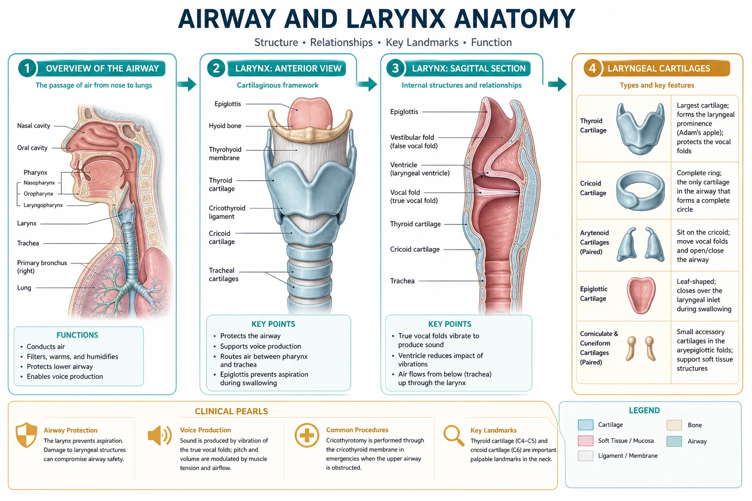 Innervation map of larynx