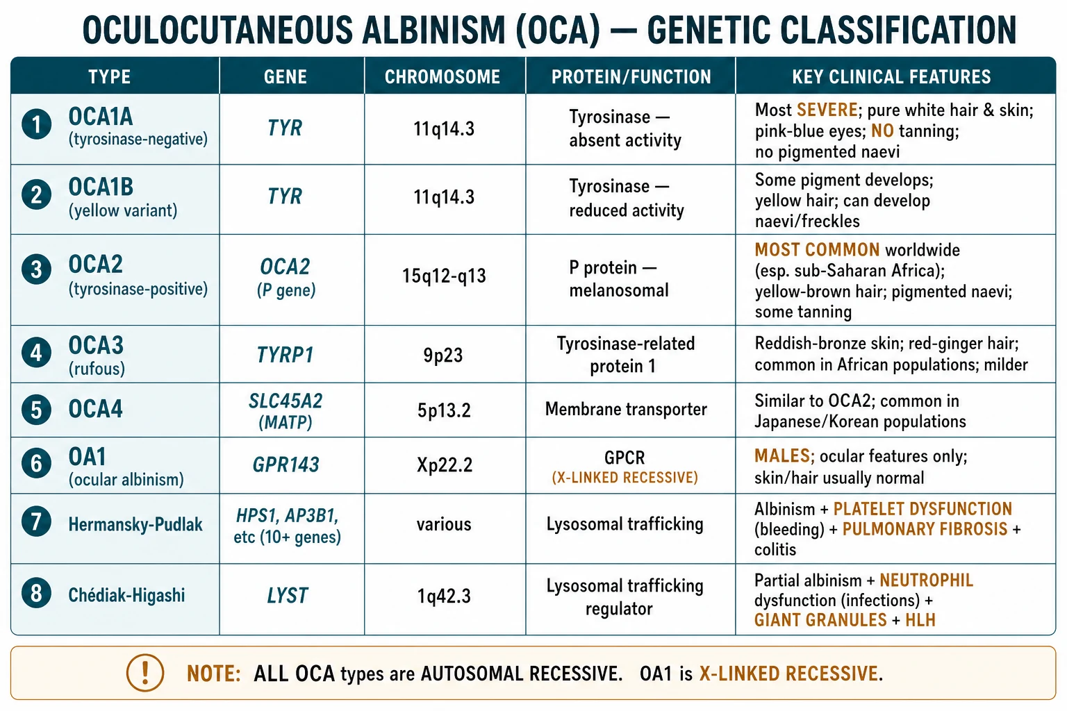 Classification table of oculocutaneous albinism: OCA1A, OCA1B, OCA2, OCA3, OCA4 with gene, chromosome, protein and clinical features; plus OA1, Hermansky-Pudlak and Chédiak-Higashi