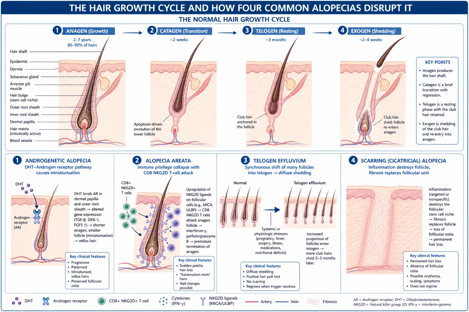 Schematic of the hair growth cycle with four panels showing how androgenetic alopecia, alopecia areata, telogen effluvium and scarring alopecia disrupt each phase