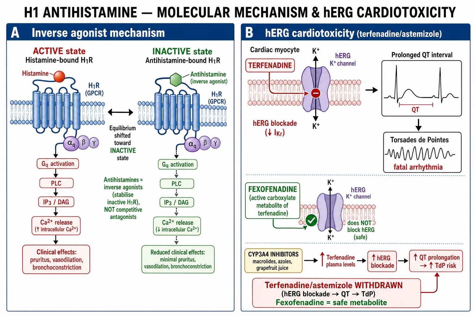 Comparison of histamine-driven itch in urticaria versus non-histaminergic itch in atopic dermatitis, cholestasis and uraemia, with differing mediator pathways and treatment implications.