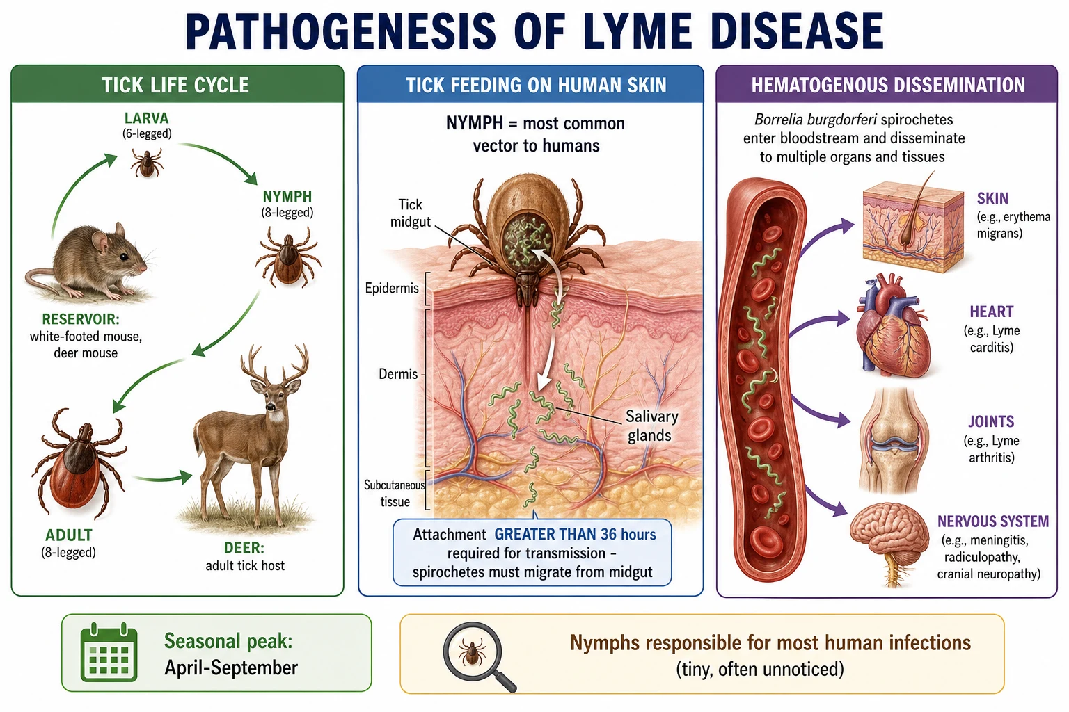 Classification tree of dermatology antimicrobials: three limbs (antibacterials, antifungals, antivirals) each splitting into topical and systemic branches with named agents