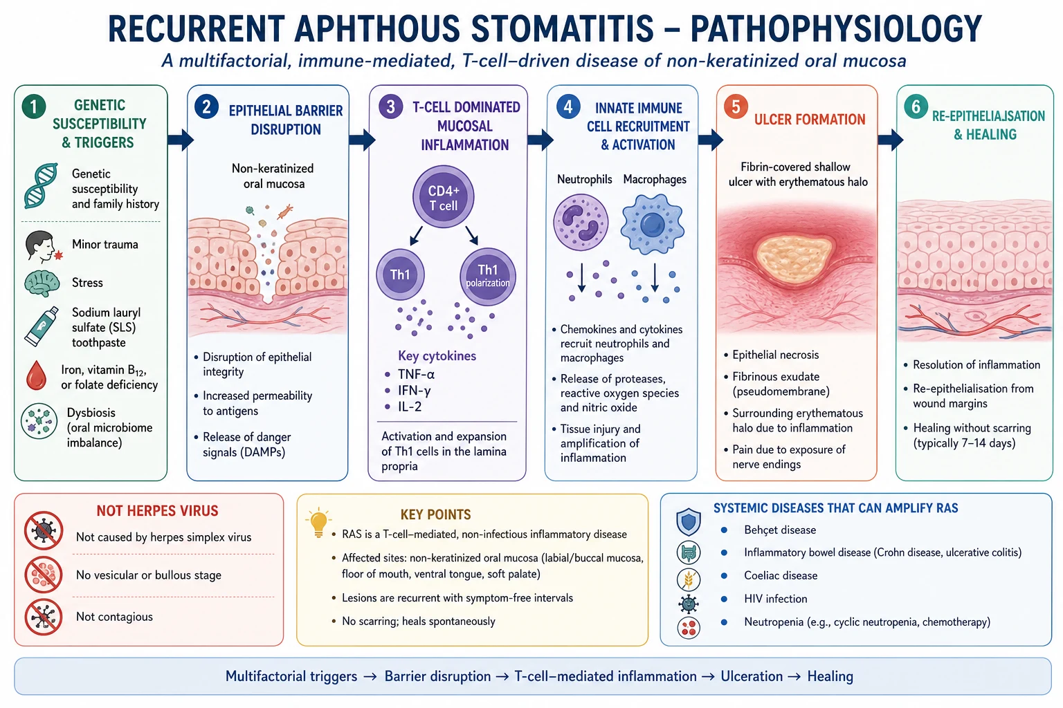 Pathophysiology cascade of recurrent aphthous stomatitis showing triggers, epithelial barrier disruption, T-cell cytokines and fibrin-covered ulcer formation