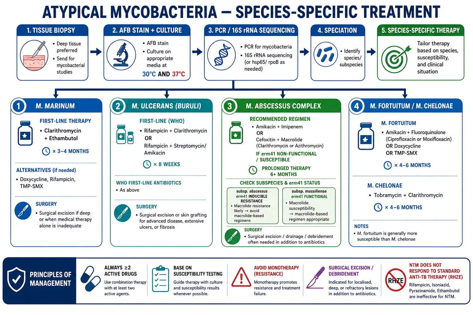 Species-specific treatment algorithm: M. marinum (clarithromycin + ethambutol 3-4mo), M. ulcerans (rifampicin + clarithromycin 8wk WHO), M. abscessus (amikacin + imipenem/cefoxitin + macrolide if susceptible), M. fortuitum/chelonae (amikacin + fluoroquinolone/TMP-SMX 4-6mo). Principles: width={1536} height={1024}>=2 drugs, susceptibility-guided, no monotherapy, surgery for deep lesions.