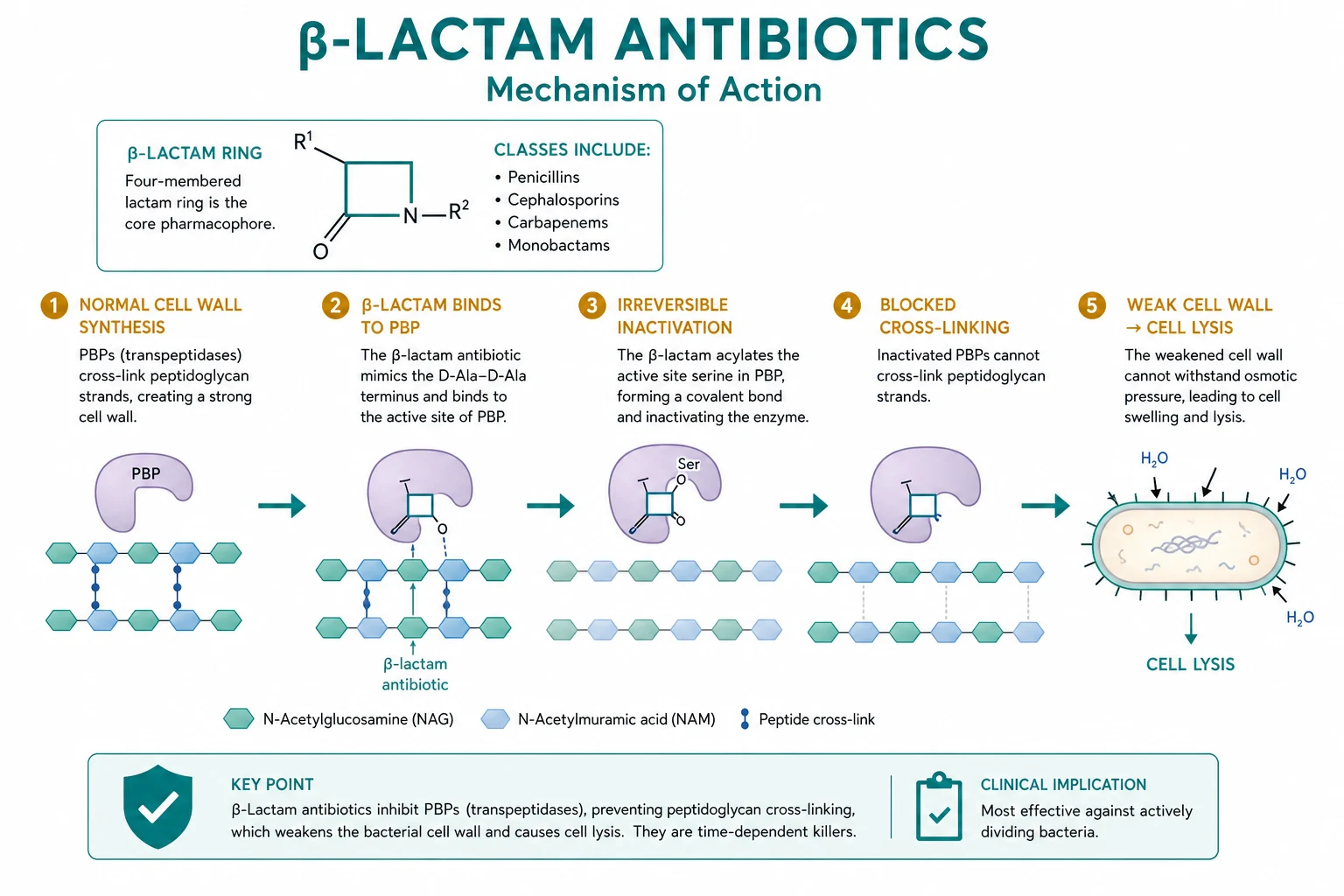 Three-panel infographic on a white clinical-blue background: LEFT (bacterial cell wall peptidoglycan — the glycan chains cross-linked by the transpeptidase PBPs); CENTRE (the beta-lactam ring — the structural mimic of the D-Ala-D-Ala terminus — the covalent bind to the active-site serine of the PBP transpeptidase); RIGHT (the consequence — the un-cross-linked peptidoglycan, the autolysin unopposed, the cell lysis in the hypotonic environment — bactericidal). Annotated 'covalent acyl-enzyme intermediate; PBP1a/1b shape, PBP2 division, PBP3 septum'. Flat vector, crisp typography.