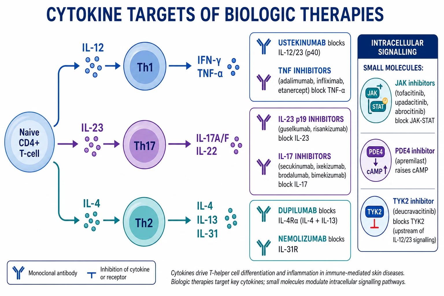Immunology pathway diagram showing Th1, Th17, and Th2 differentiation from naive CD4+ T-cells, with each biologic class annotated at its cytokine target