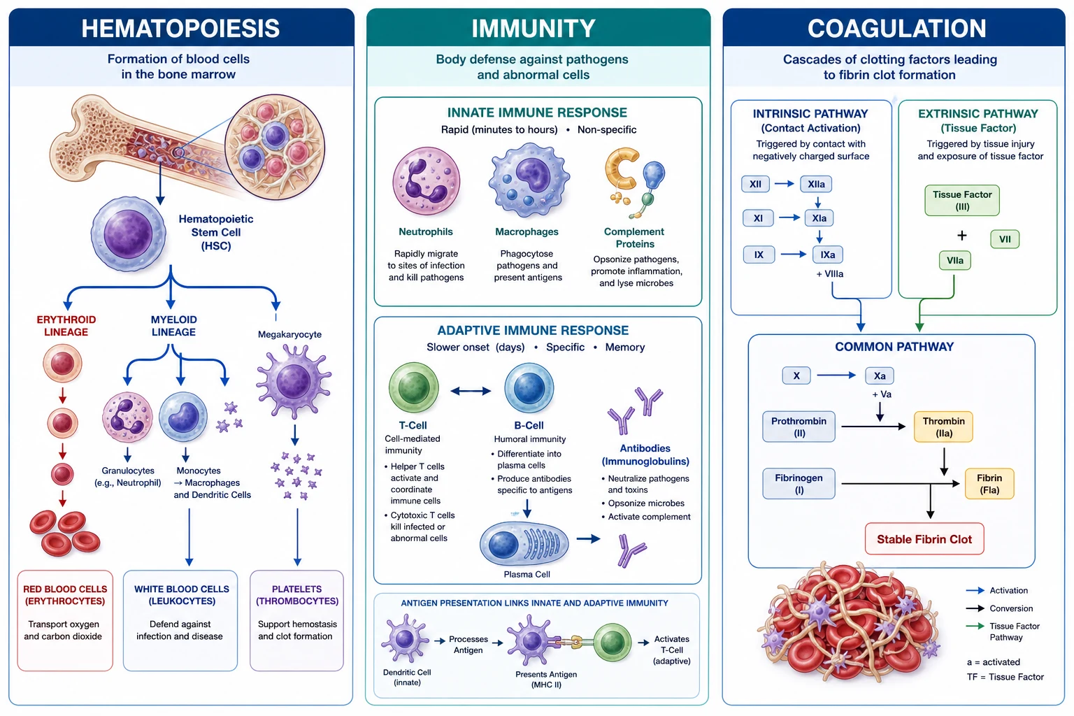 Three-panel: LEFT hematopoiesis (stem cell → RBC/WBC/platelets); CENTRE immunity (innate neutrophil/macrophage/complement/NK; adaptive T-cell/B-cell); RIGHT coagulation (intrinsic/extrinsic/common → fibrin). Flat vector.
