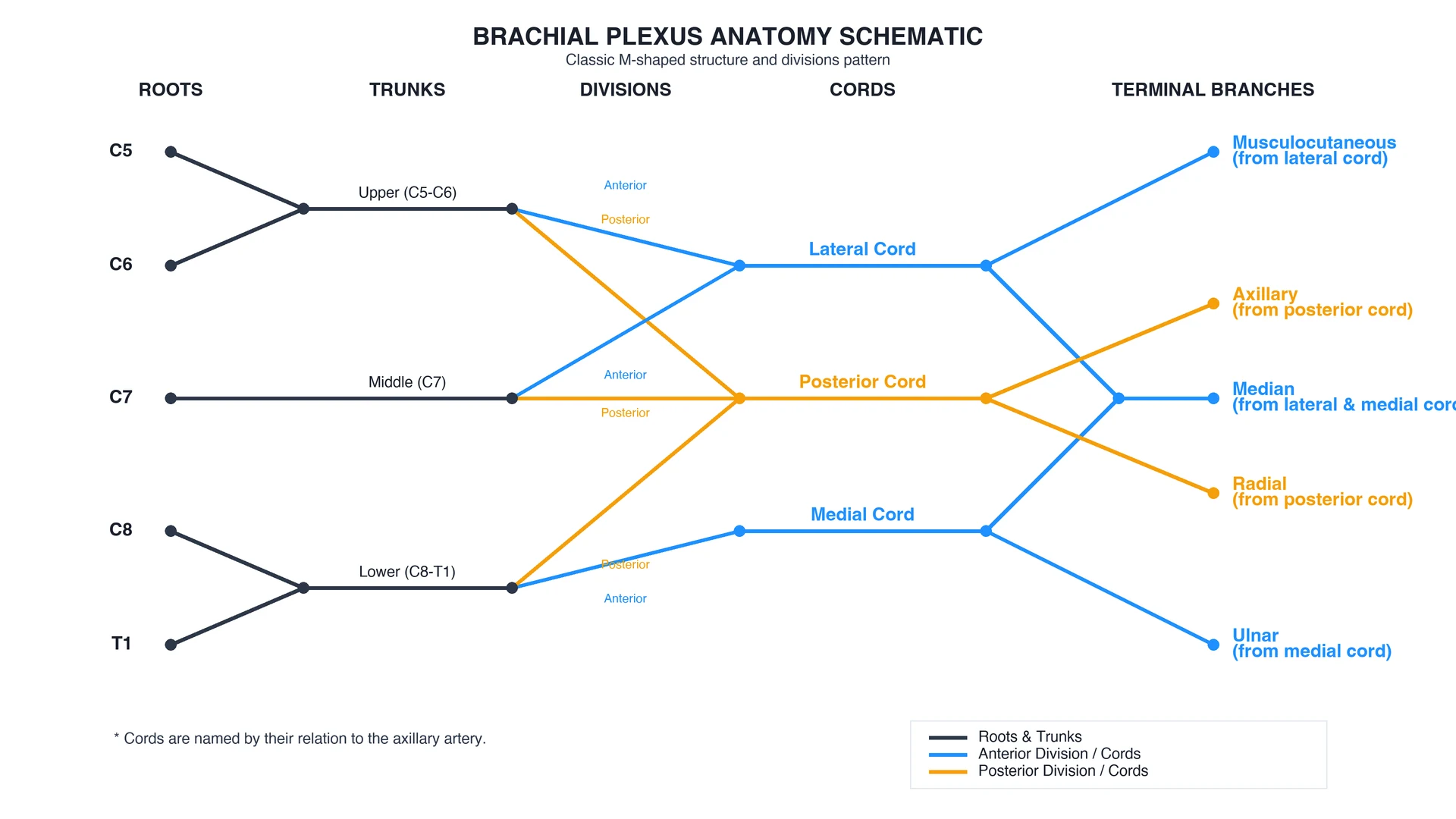 M-shaped schematic of brachial plexus roots trunks divisions cords branches