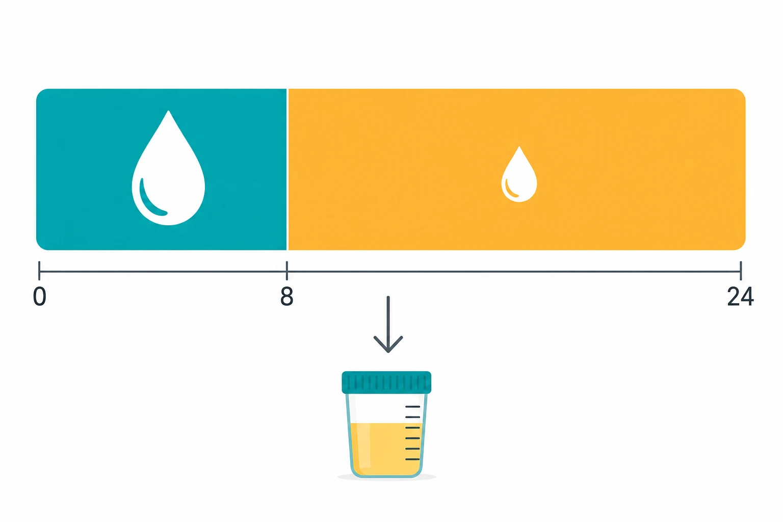 Timeline bar divided into two segments: left teal (8 hours, large fluid drop), right amber (16 hours, smaller fluid drop), with a downward arrow to a urine-meter icon, on a white clinical-blue background