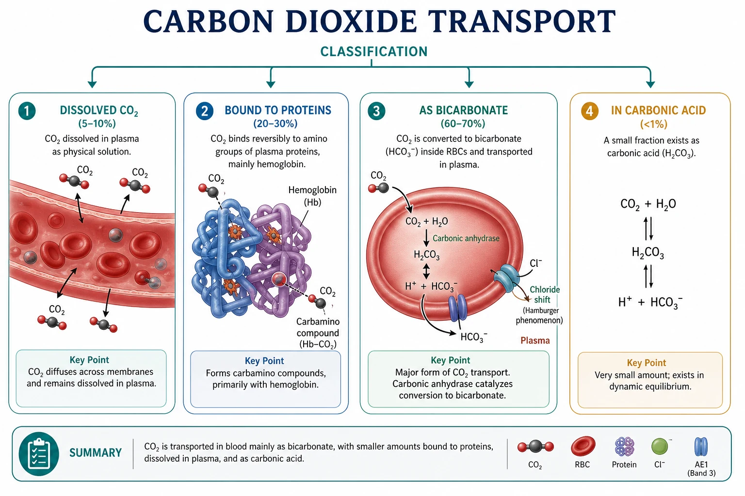 Classification of CO2 carriage forms and clinical effects