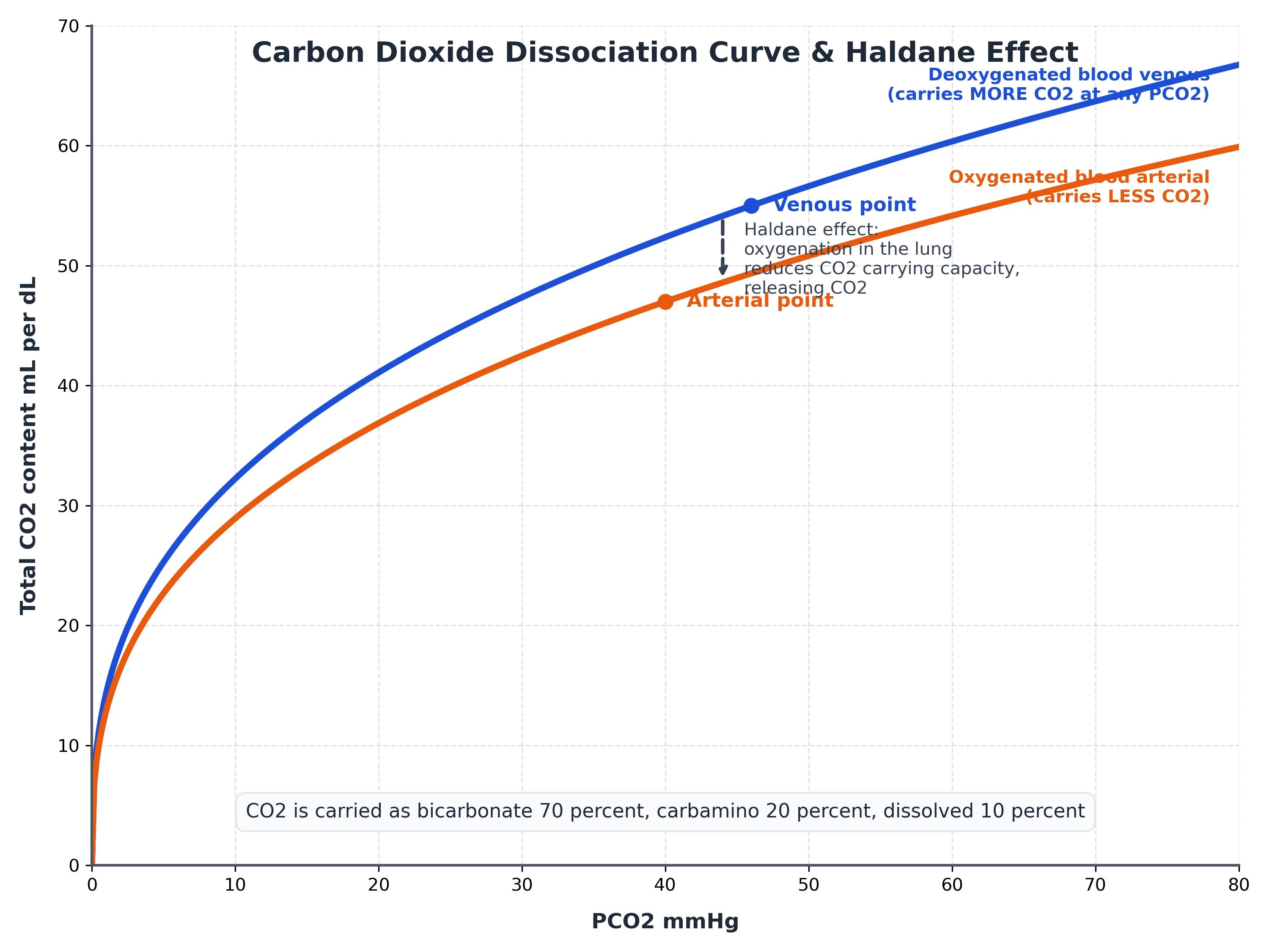 CO2 dissociation curves for oxygenated and deoxygenated blood