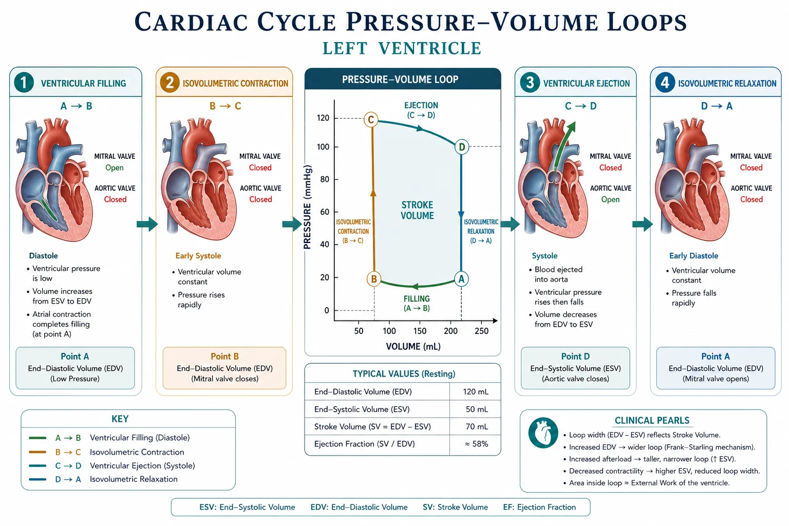 Classification of PV loop shifts preload afterload contractility