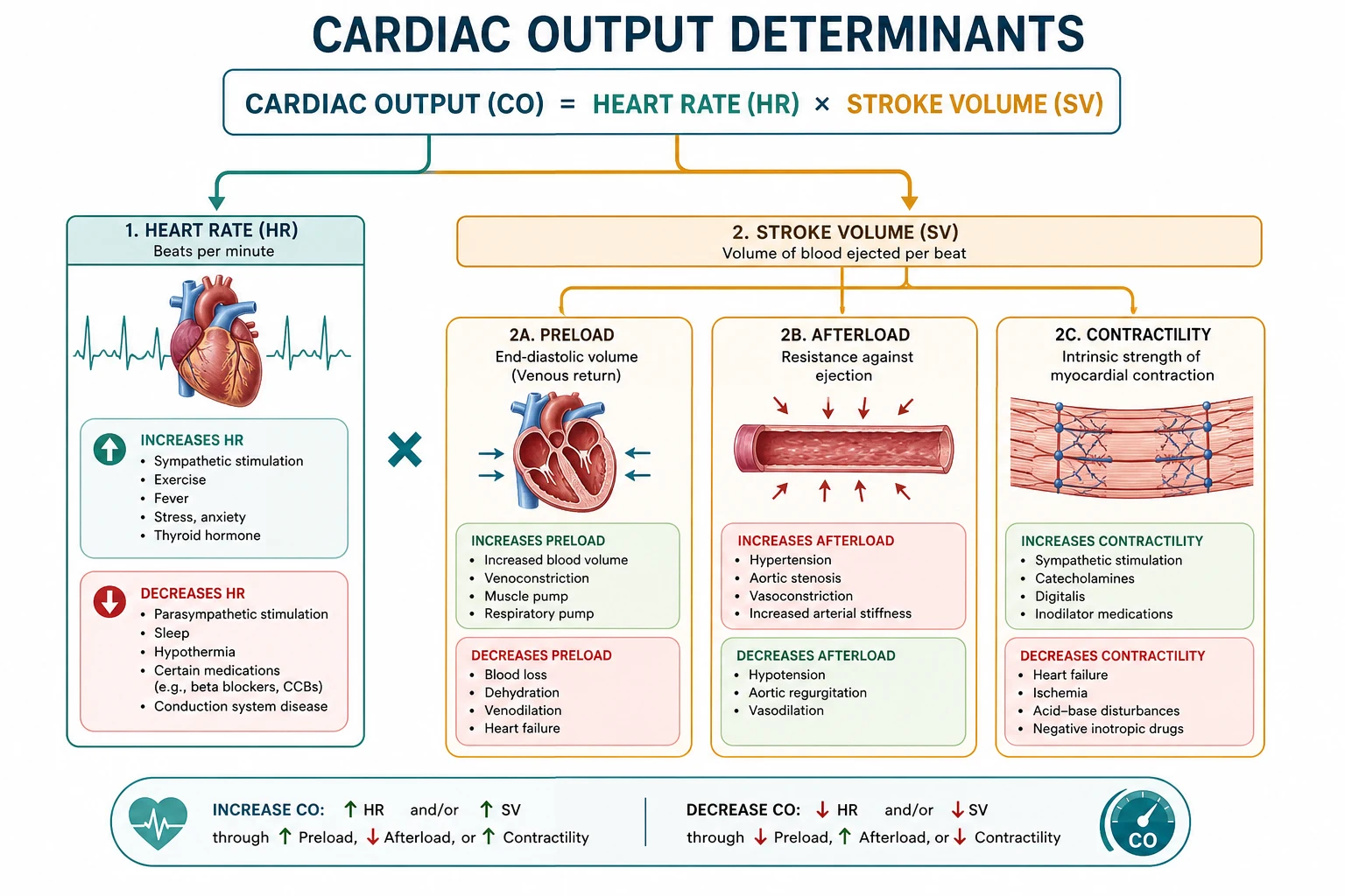 Classification of cardiac output determinants and measurement methods