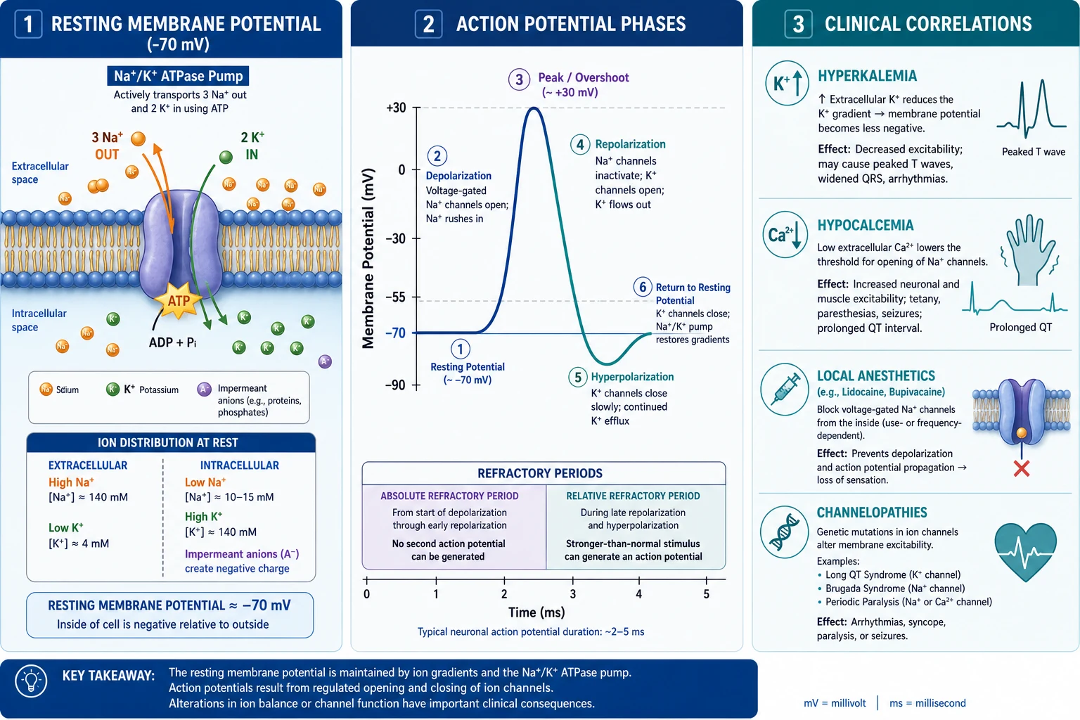 Three-panel: LEFT resting (-70mV, Na/K ATPase 3Na out/2K in, K leak); CENTRE action potential (depolarization Na, repolarization K, refractory); RIGHT clinical (hyperkalemia, hypocalcemia, local anesthetics, channelopathies). Flat vector.