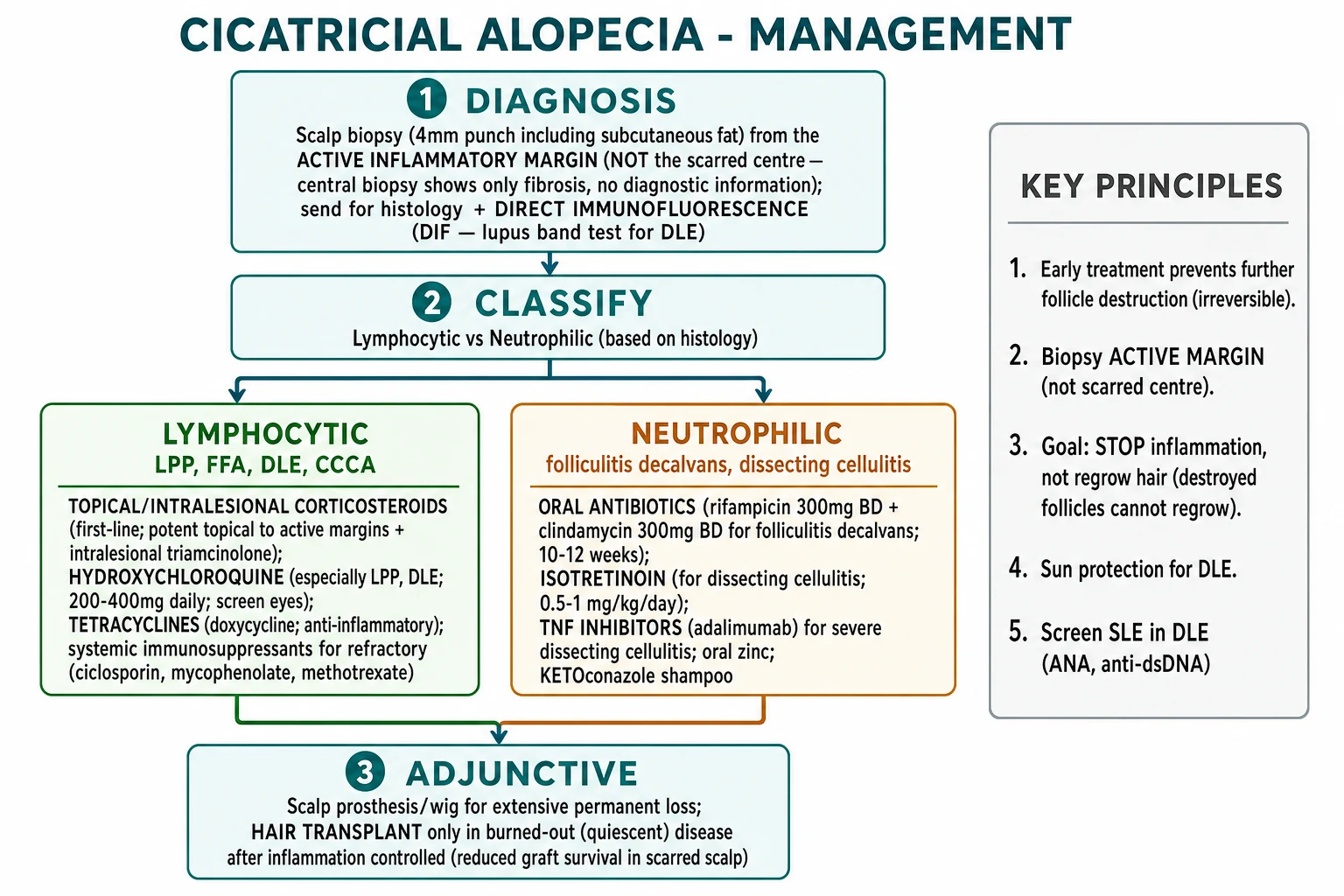 Management algorithm: biopsy active margin, classify as lymphocytic or neutrophilic, then treat with corticosteroids/hydroxychloroquine or antibiotics/isotretinoin; add surgery only for burnt-out disease.