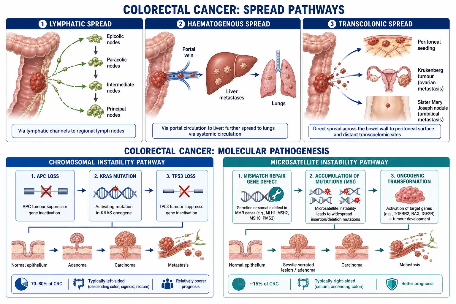 Surgical management infographic: colon cancer procedures (right hemi, left hemi), rectal cancer procedures (TME, anterior resection, APER), and adjuvant therapy ladder by stage.