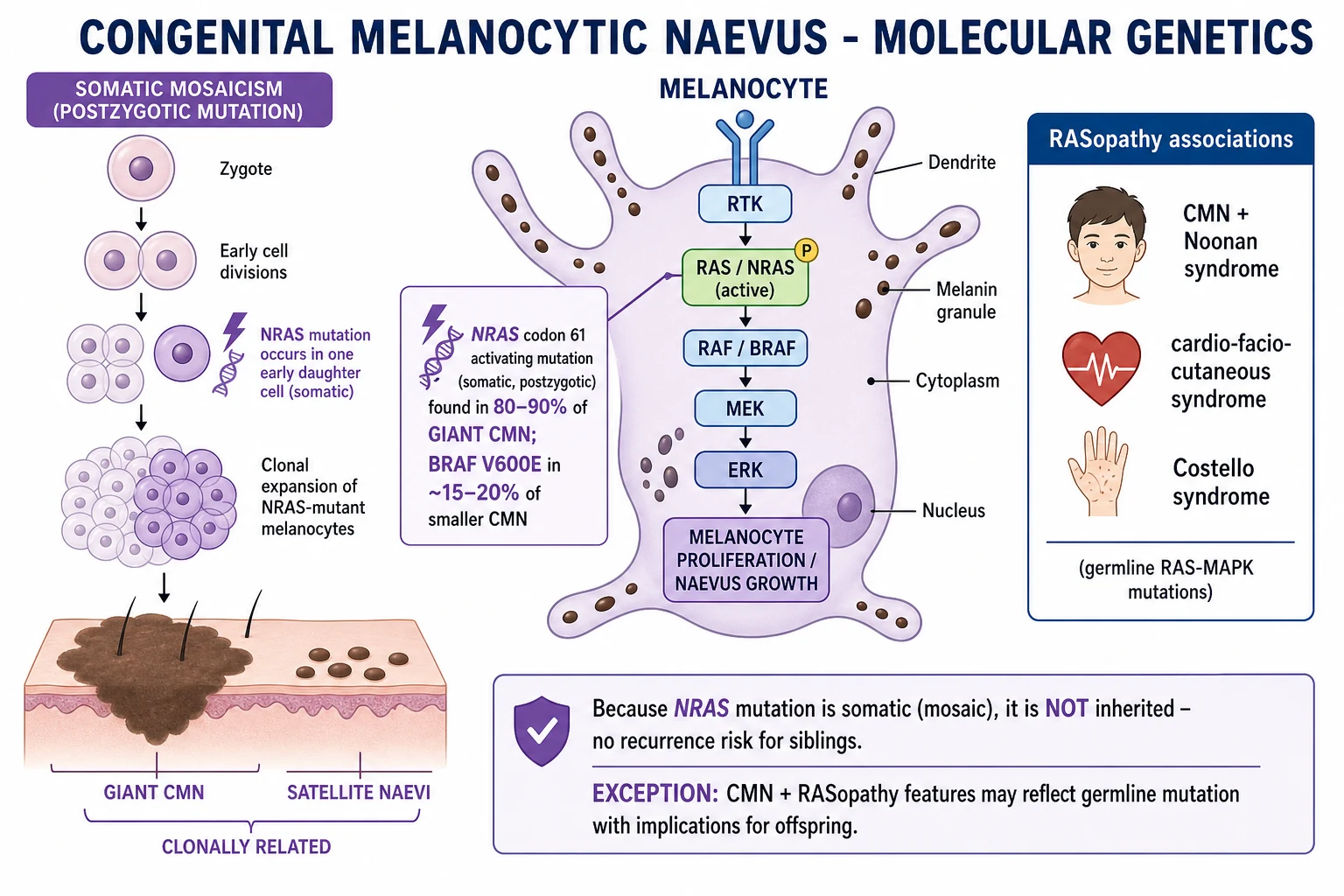 NRAS codon 61 somatic activating mutation in 80-90% of giant CMN; BRAF in smaller CMN; postzygotic mosaicism; RASopathy associations