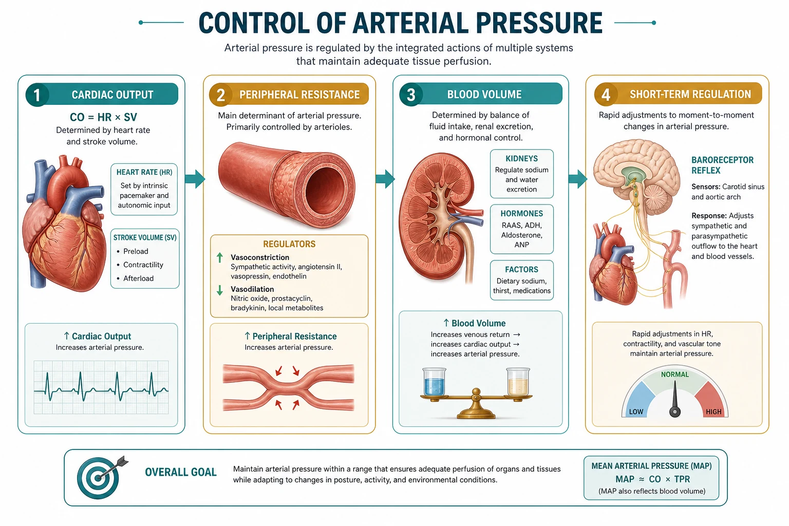 Time scales of arterial pressure control