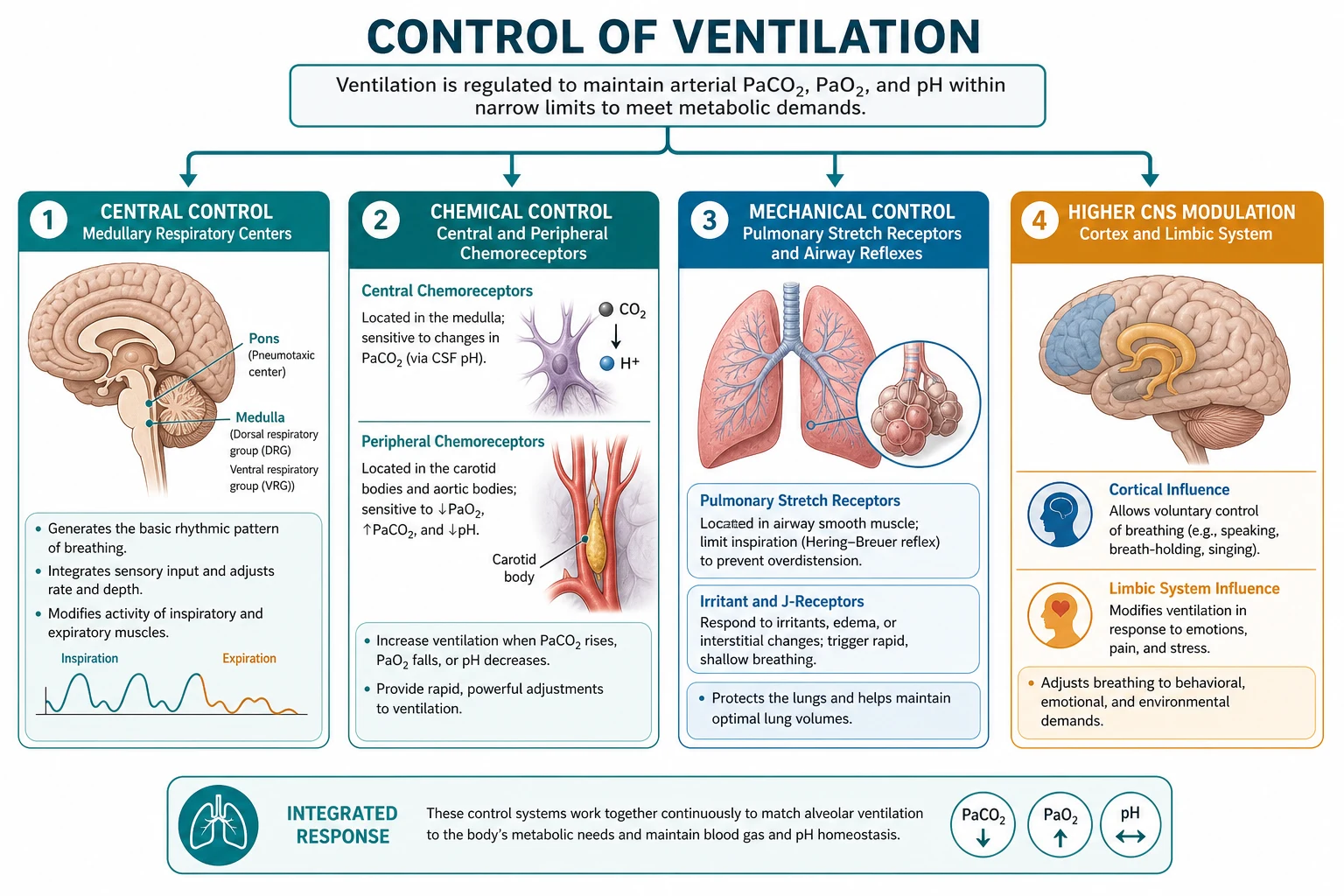 Classification of ventilatory control components and drug effects