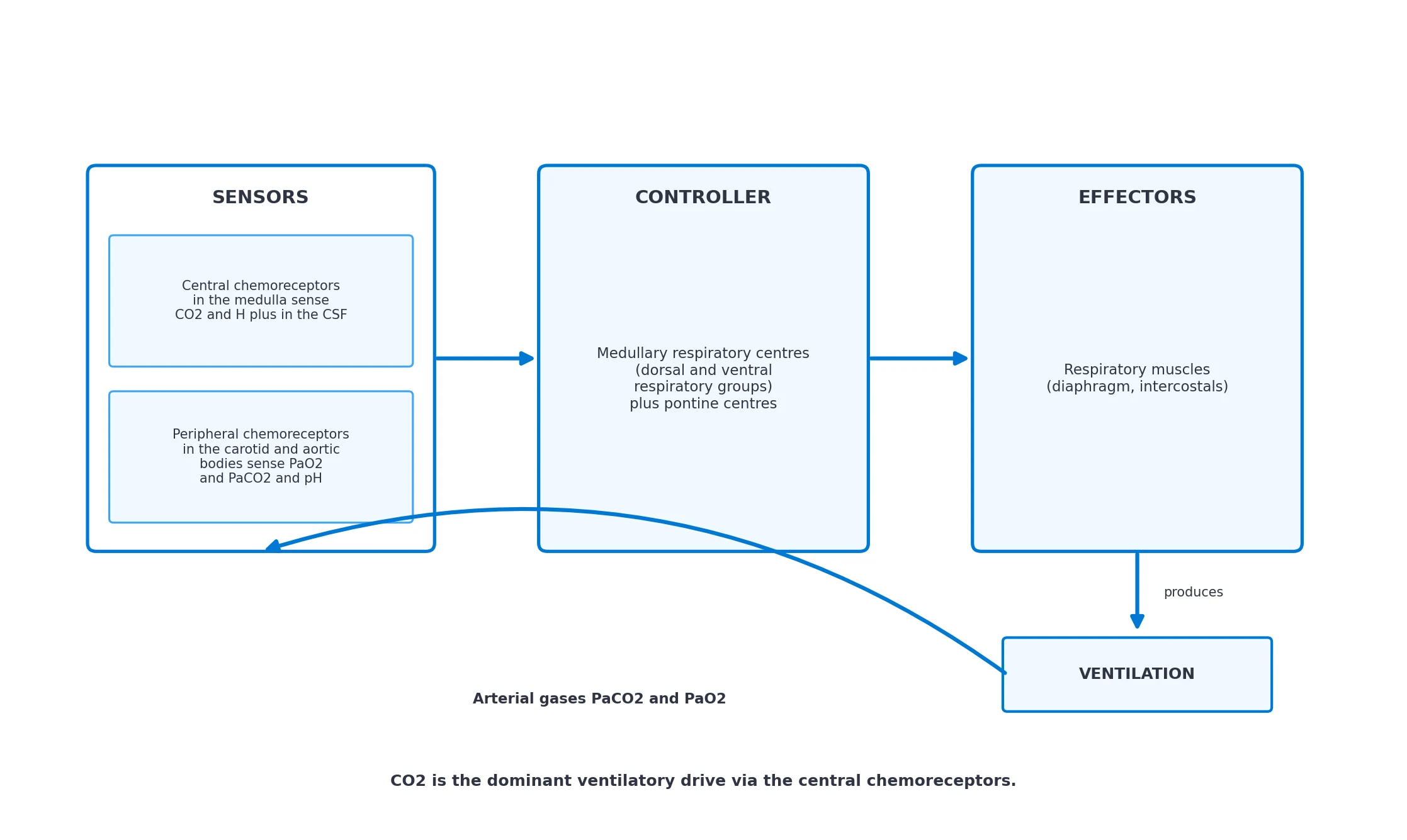 Feedback loop of ventilatory control from chemoreceptors through medullary controller to respiratory muscles