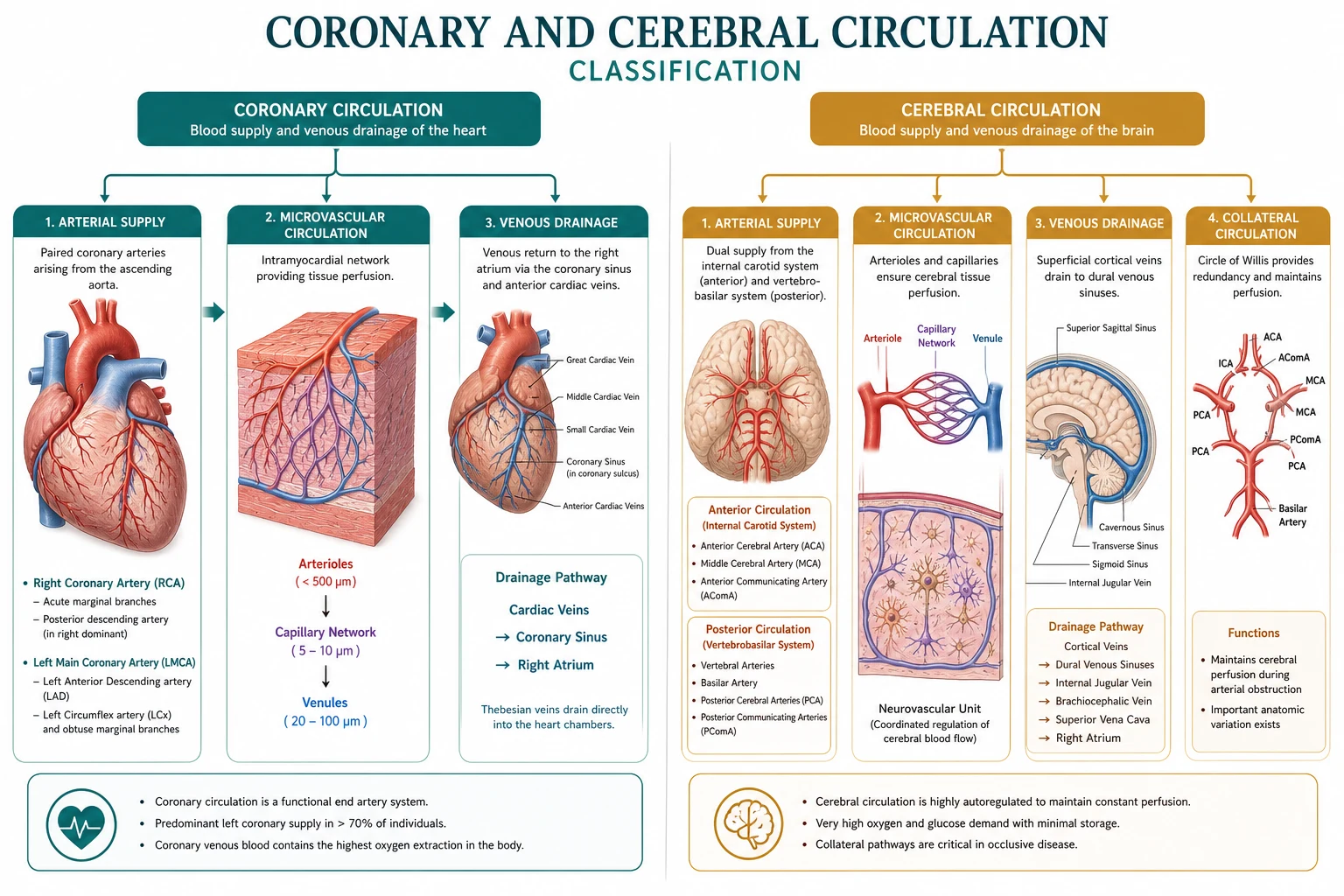 Classification coronary vs cerebral perfusion determinants