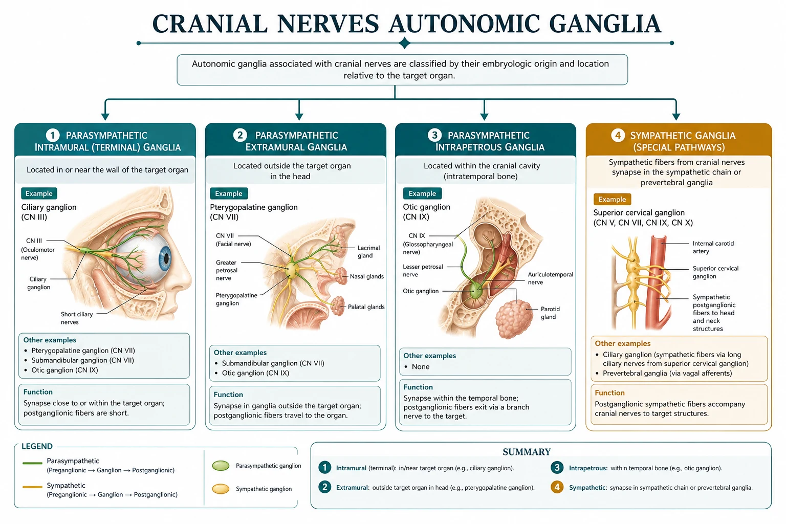 Stellate ganglion and Horner pathway