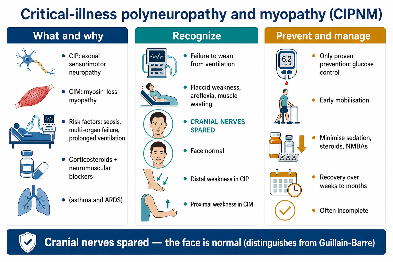 Three-panel infographic on a white clinical-blue background: LEFT what and why (CIP axonal sensorimotor neuropathy plus CIM myosin-loss myopathy; risk factors sepsis, multi-organ failure, prolonged ventilation, steroids plus NMBAs in asthma and ARDS); CENTRE recognise (failure to wean; flaccid weakness, areflexia, wasting; CRANIAL NERVES SPARED face normal; distal in CIP, proximal in CIM); RIGHT prevent and manage (the only proven prevention is the glucose control; early mobilisation; minimise the sedation, the steroids, the NMBAs; recovery over weeks to months, often incomplete). Banner 'Cranial nerves spared — the face is normal (distinguishes from Guillain-Barre)'. Flat vector illustration, crisp typography.