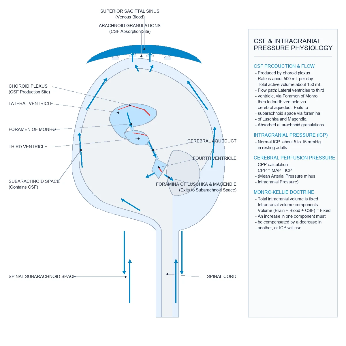 CSF flow from choroid plexus through ventricles to arachnoid granulations