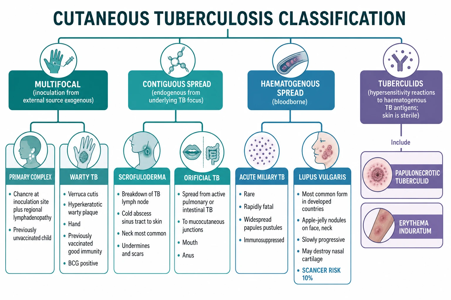 Classification tree of cutaneous TB by route: exogenous inoculation (primary tuberculous chancre, warty TB or verrucosa cutis), contiguous spread (scrofuloderma, orificial TB), haematogenous spread (lupus vulgaris, acute miliary TB, metastatic tuberculous gumma), and tuberculids (papulonecrotic tuberculid, lichen scrofulosorum, erythema induratum of Bazin)