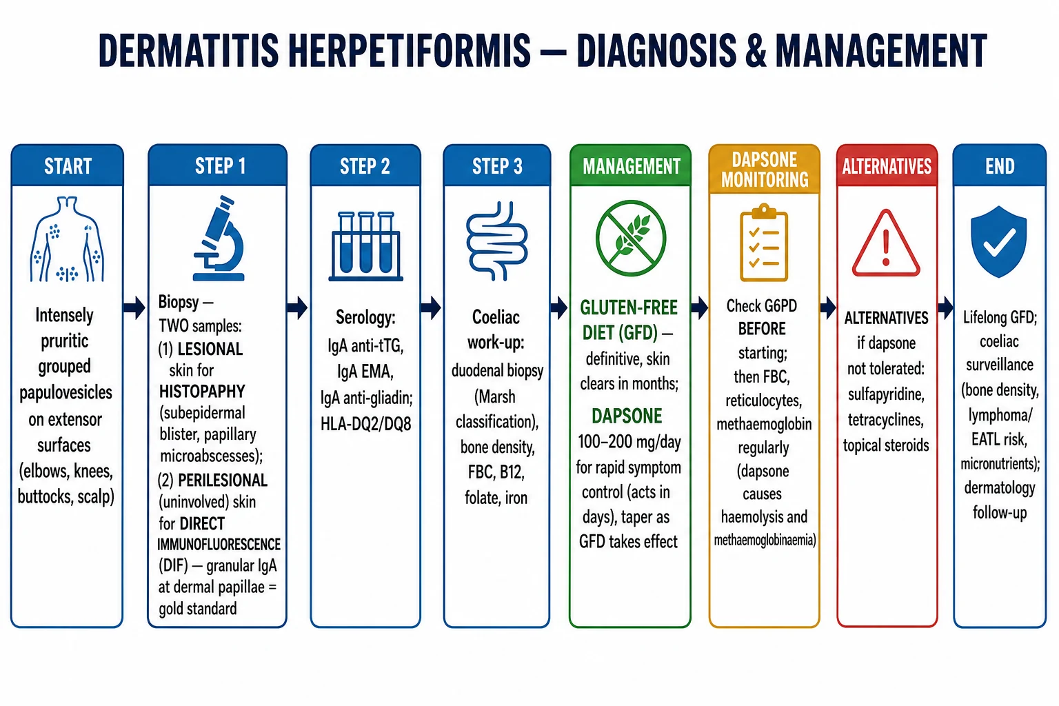 Dermatitis herpetiformis diagnosis and management algorithm: perilesional DIF biopsy, coeliac serology, duodenal biopsy, strict gluten-free diet, dapsone with safety monitoring, and long-term surveillance