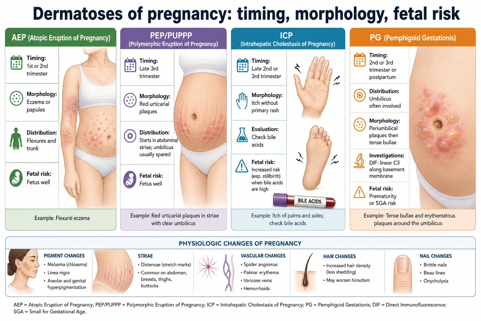 Four-card overview of AEP, PEP/PUPPP, ICP and pemphigoid gestationis with timing, morphology and fetal risk