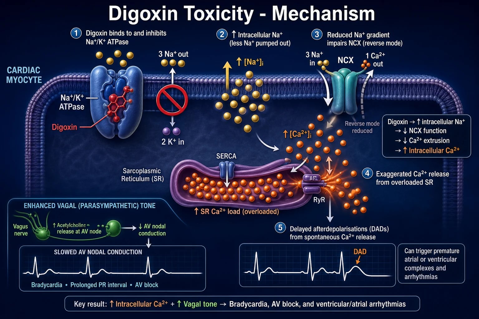 Na/K ATPase inhibition digoxin toxicity mechanism