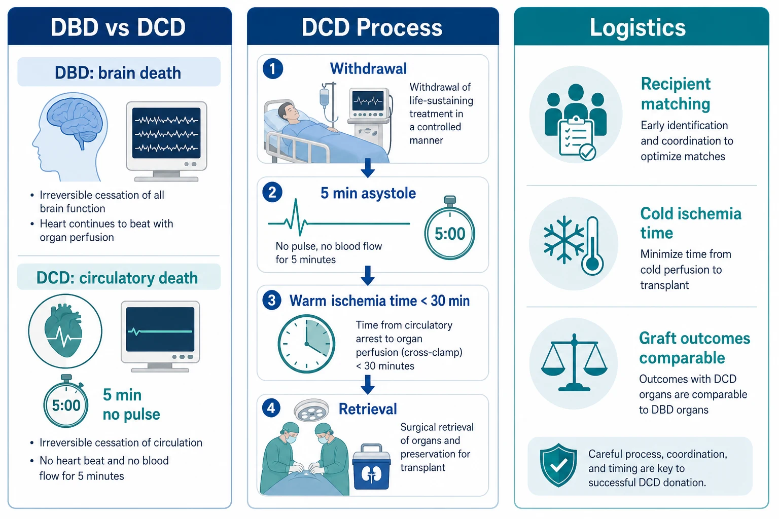 Three-panel infographic: LEFT DBD vs DCD (brain death brainstem vs circulatory death 5min asystole); CENTRE DCD process (WLST → 5min asystole → warm ischaemia under 30min → retrieval); RIGHT logistics (matching blood/HLA/cross-match; cold ischaemia transport; NRP improves quality; outcomes comparable). Banner 'Warm ischaemia under 30 min = key determinant of graft viability'. Flat vector.