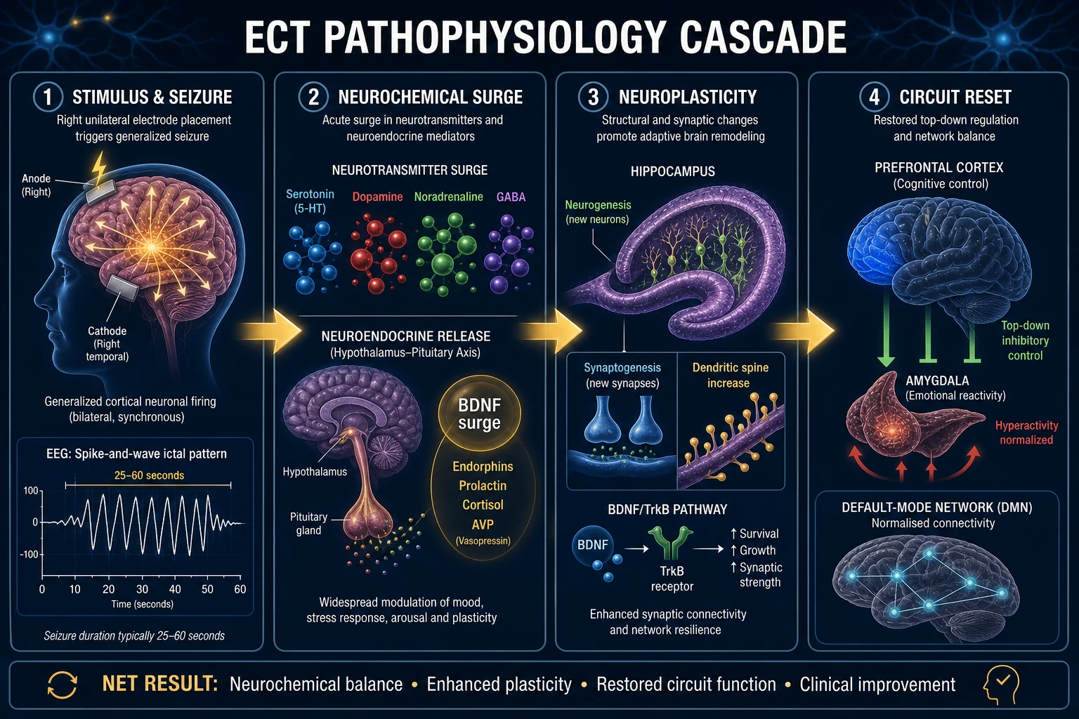 Mechanism infographic: stimulus and seizure, neurochemical surge of monoamines and BDNF, neuroplasticity with hippocampal neurogenesis, and circuit reset of prefrontal-limbic and default-mode networks