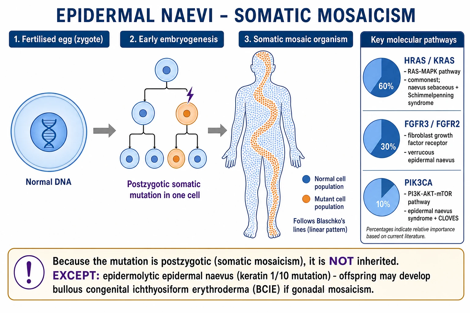Diagram of postzygotic somatic mutation producing two cell populations that migrate along Blaschko lines; key genes HRAS, KRAS, FGFR3, PIK3CA, KRT1, KRT10 highlighted