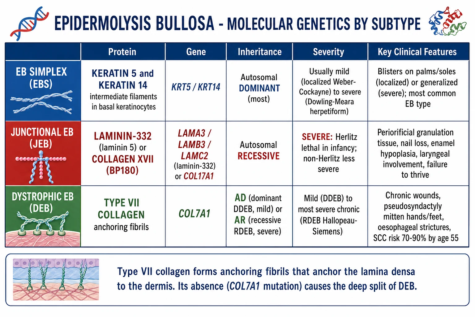 Molecular genetics of epidermolysis bullosa by subtype