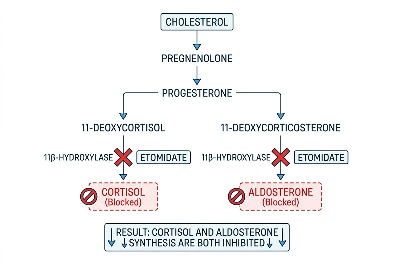 A clean left-to-right clinical schematic of the adrenal steroid synthesis pathway on a white background. Starting from CHOLESTEROL at the left, an arrow (cholesterol side-chain cleavage enzyme, CYP11A1) leads to Pregnenolone, then to Progesterone. The pathway then forks into two parallel limbs. UPPER LIMB: Progesterone to 11-deoxycorticosterone to Corticosterone to Aldosterone. LOWER LIMB: Progesterone to 11-deoxycortisol to CORTISOL. On both limbs the final step is catalysed by 11-BETA-HYDROXYLASE (CYP11B1), drawn as a red crossed-circle block placed on the 11-deoxycortisol-to-cortisol arrow and on the 11-deoxycorticosterone-to-corticosterone arrow, labelled ETOMIDATE. A red dashed inhibit arrow points from an etomidate molecule to the CYP11A1 step at the start. Clinical-blue arrows for normal flux, red blocks for the inhibited steps.