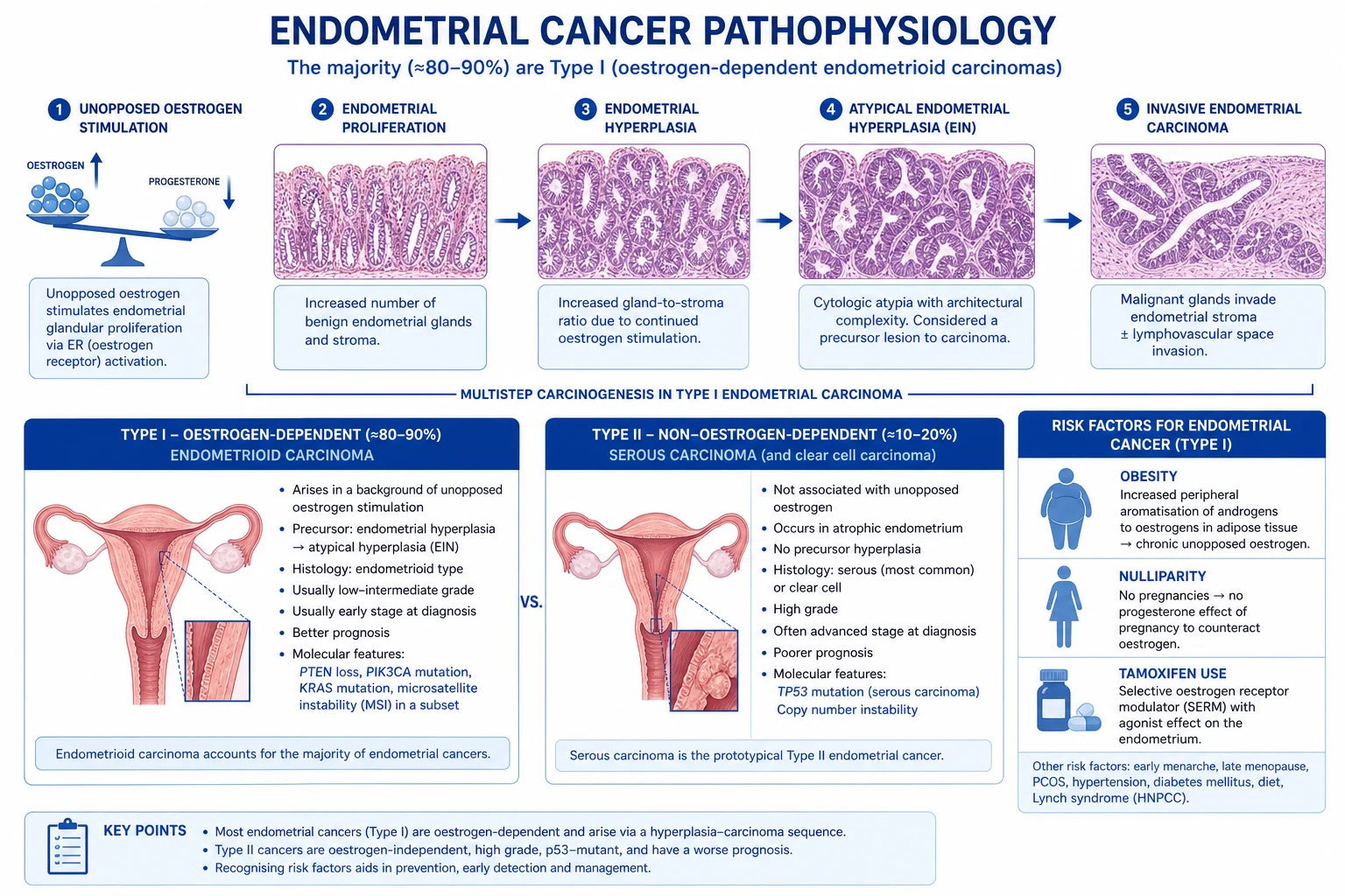 Mechanism infographic: MED12 mutation in myometrial stem cell to oestrogen and progesterone-driven proliferation to extracellular matrix deposition to dysregulated endometrial venules and heavy bleeding, and to mass effect on bladder and bowel