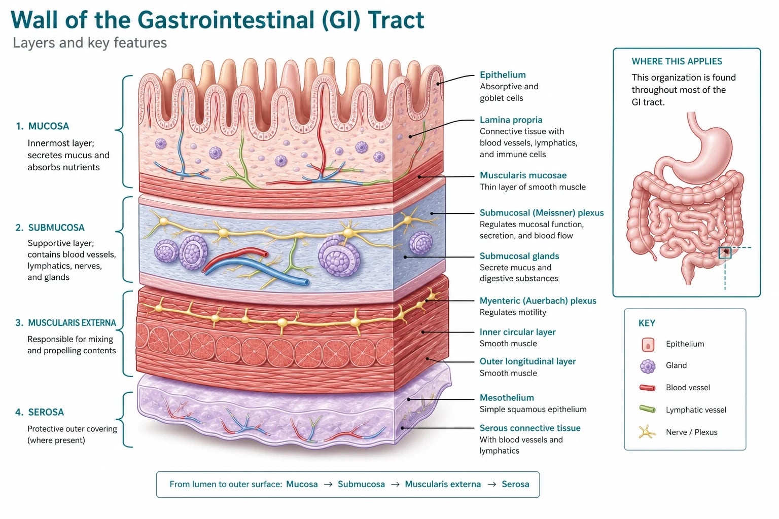 Cross-section of the gut wall showing mucosa, submucosa, muscularis externa with Auerbach and Meissner plexuses, and serosa, flat medical vector style, clinical-blue and warm pink, no text, no people