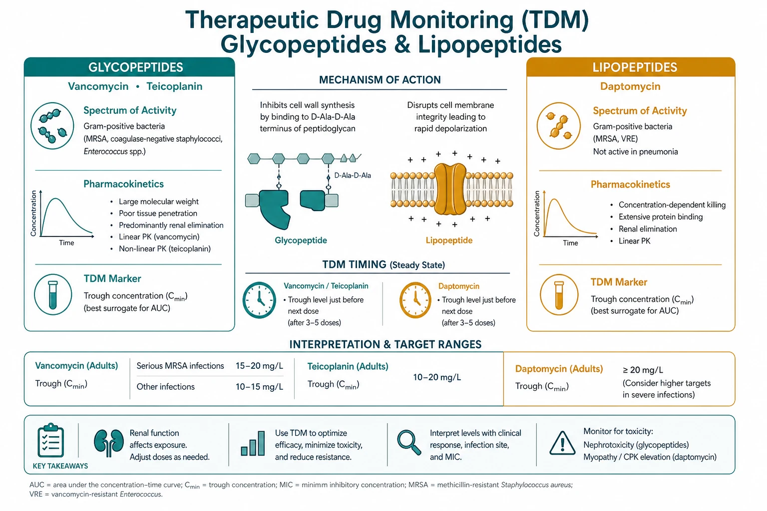 Clinical infographic comparing trough-only monitoring (target 15-20 mg/L) against AUC/MIC 400-600 monitoring (two-level Bayesian), with a nomogram showing weight-based loading 25-30 mg/kg and renal-interval adjustment, clinical-blue theme
