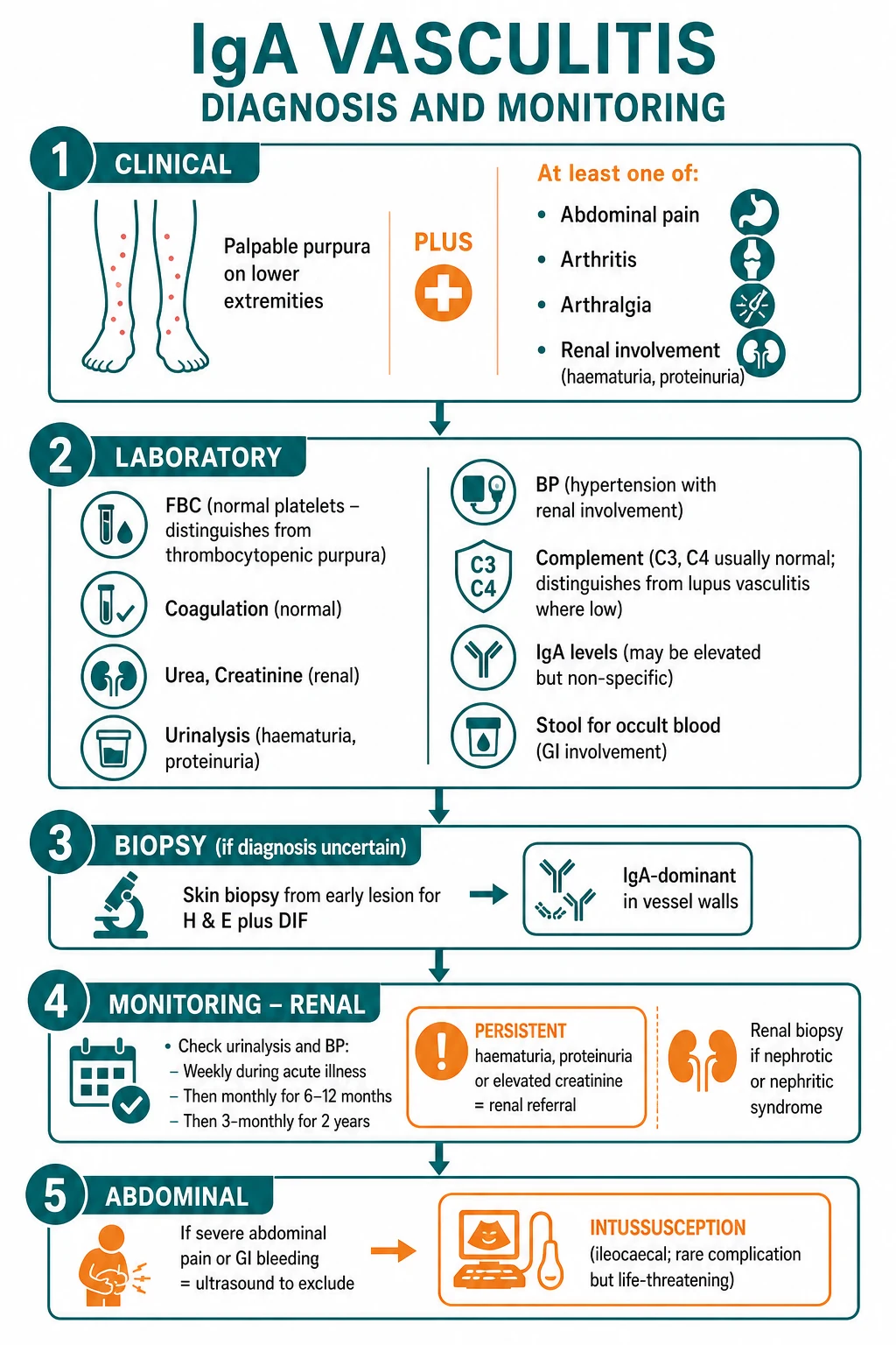 IgA vasculitis diagnostic and monitoring algorithm showing palpable purpura plus abdominal, joint, renal or histological criteria, with urinalysis, blood pressure, renal function, biopsy, and follow-up steps.