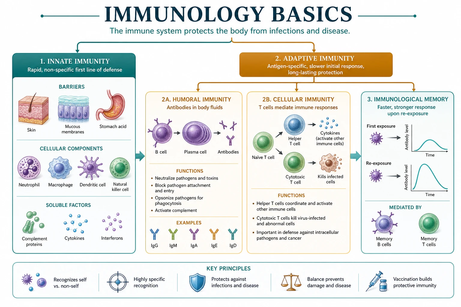 Classification innate adaptive hypersensitivity anaphylaxis