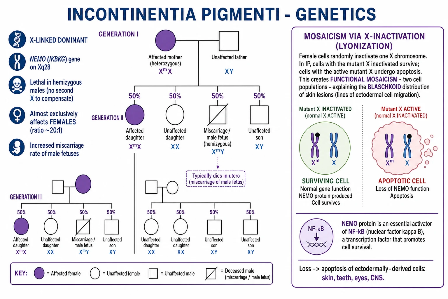 X-linked dominant inheritance, IKBKG/NEMO gene on Xq28, lyonisation producing functional mosaicism, and male lethality