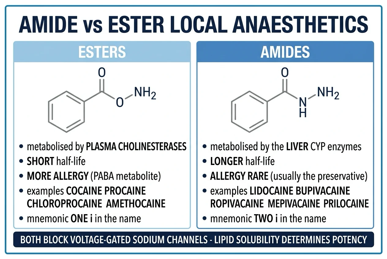Amide vs ester local anaesthetics