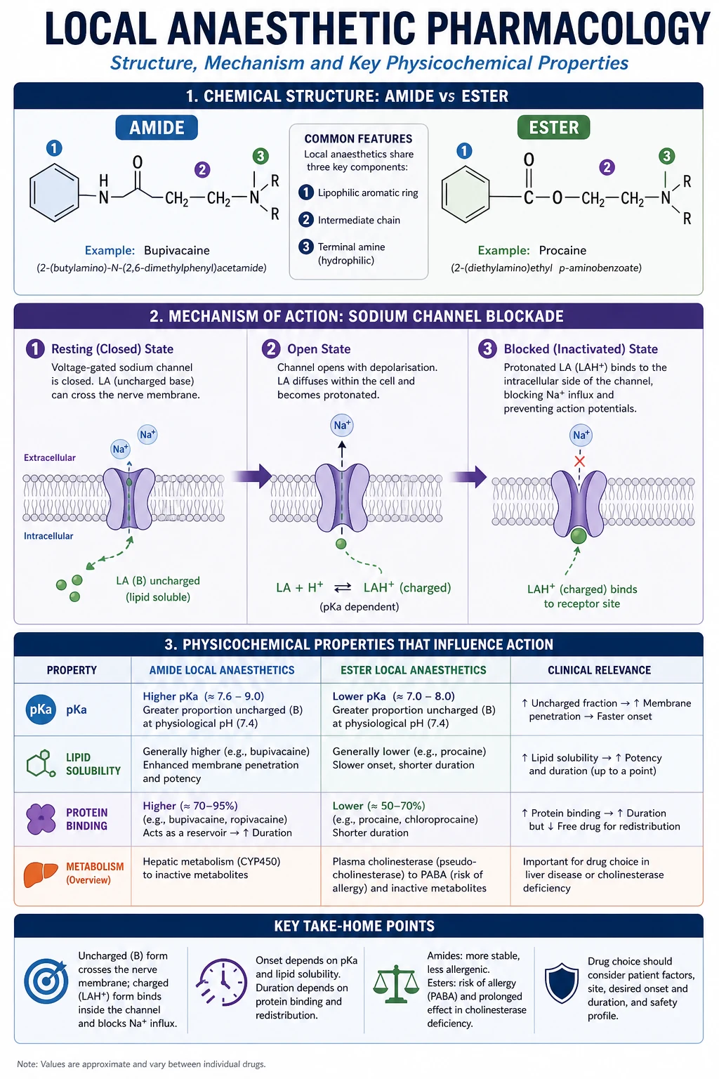 Local anaesthetic pharmacology