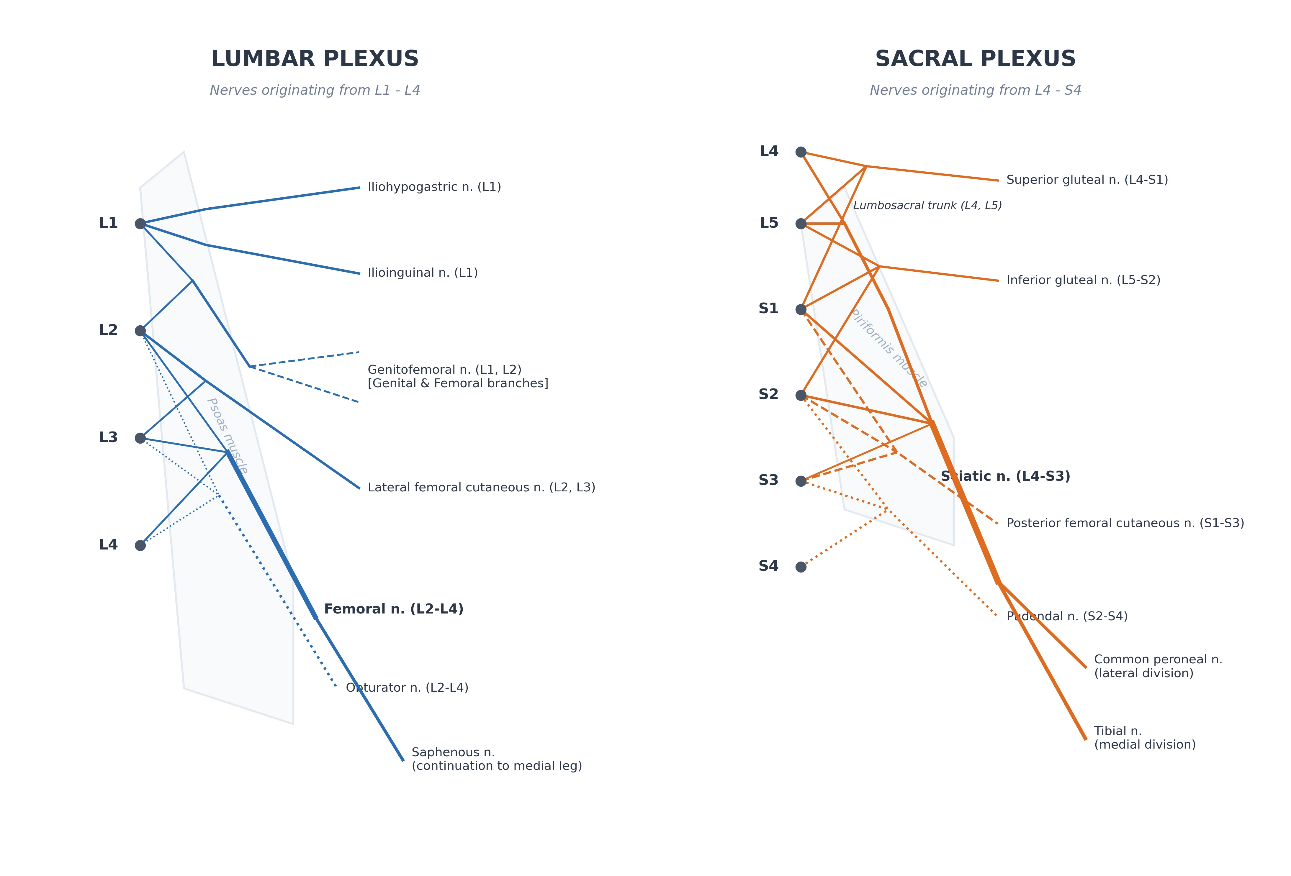 Lumbar and sacral plexus branch map