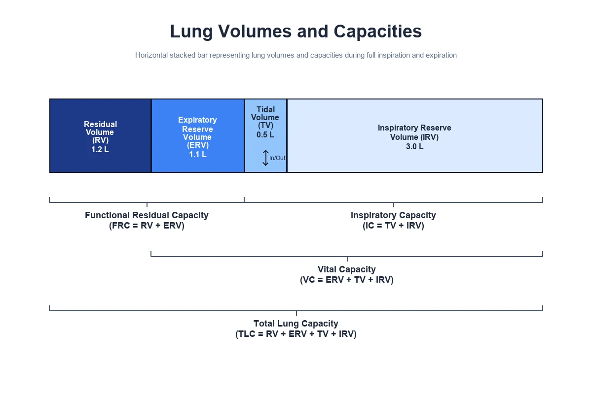 Stacked bar lung volumes and capacities